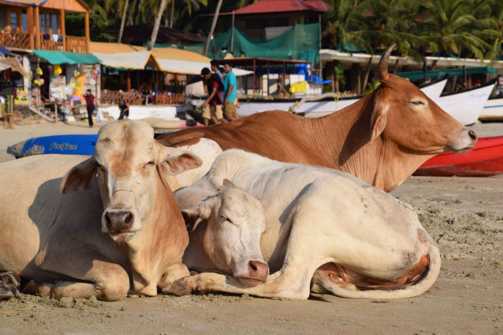 things to do in palolem backpackers