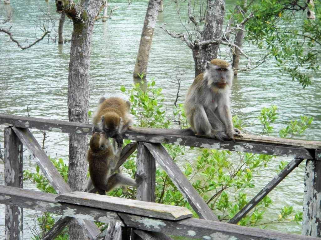 Backpacking in Borneo