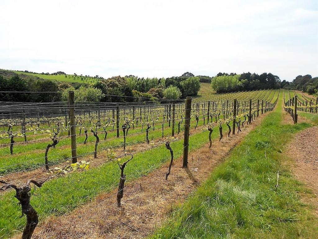 Waiheke island itinerary