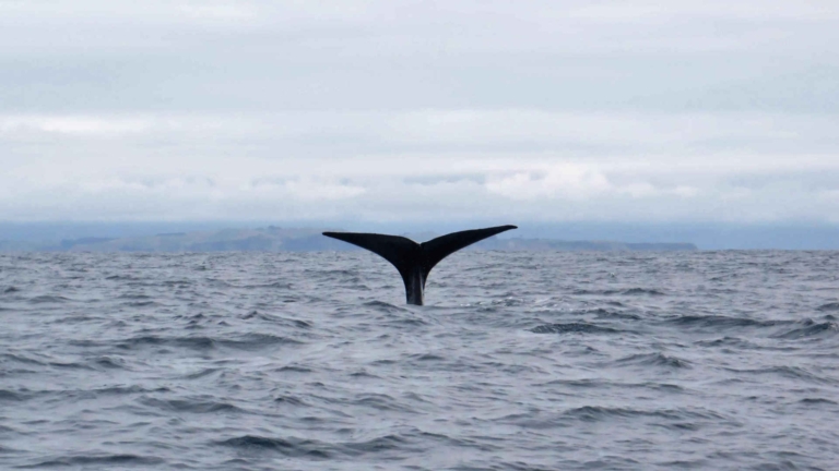 Things to Do in Kaikoura for Nature Lovers (2026)