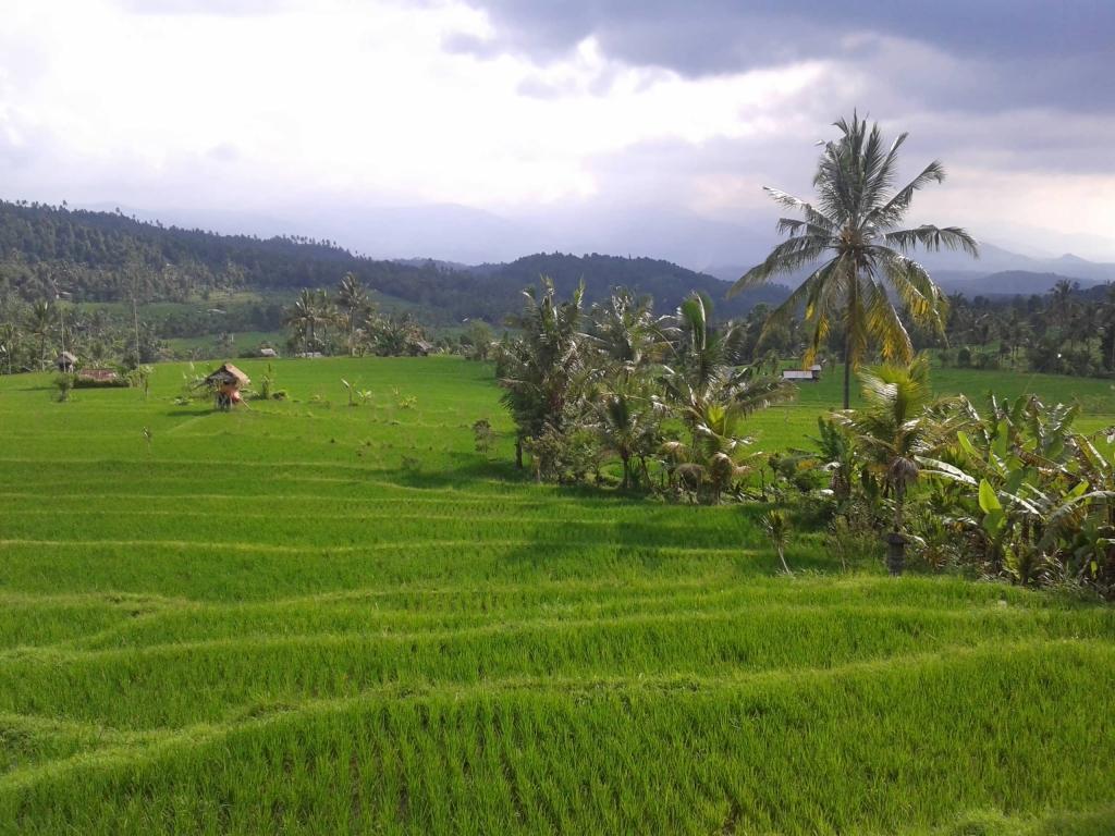 munduk bali