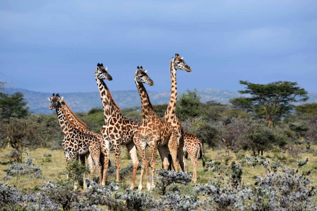 kenya backpacking