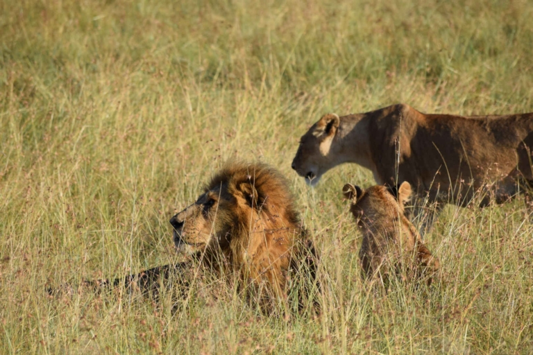 A Realistic 3 Day Kenya Safari From Nairobi: Is It Worth It? (2026)