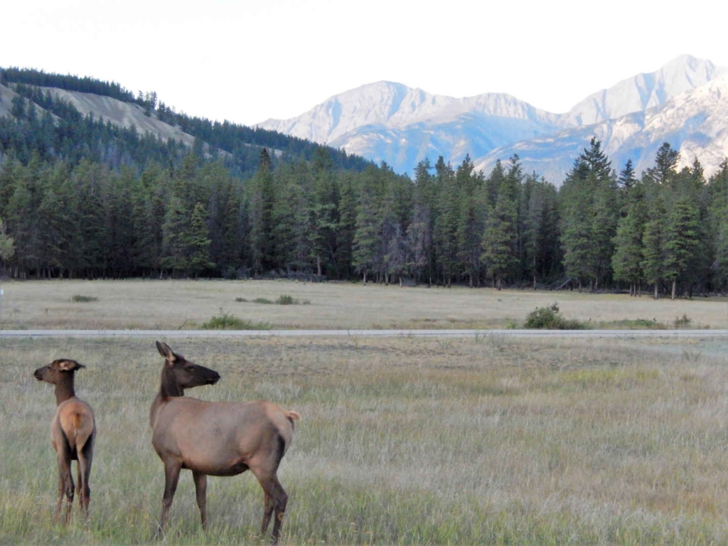 backpacking in jasper