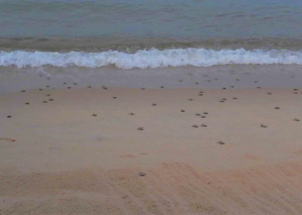 tioman island activities