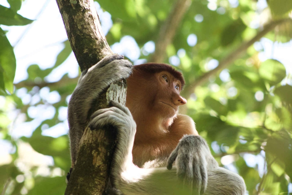 3 weeks Malaysia itinerary