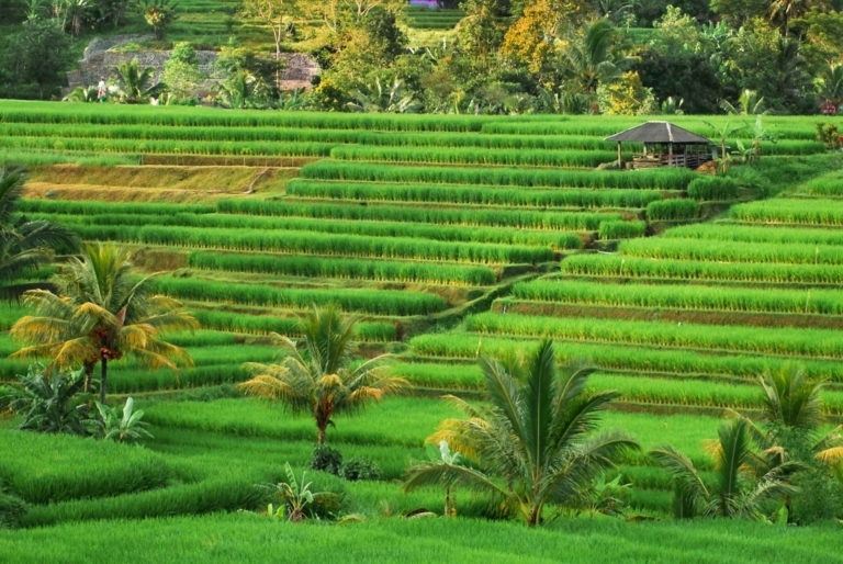 A 2 Day Ubud Itinerary for Yoga Lovers (2026)