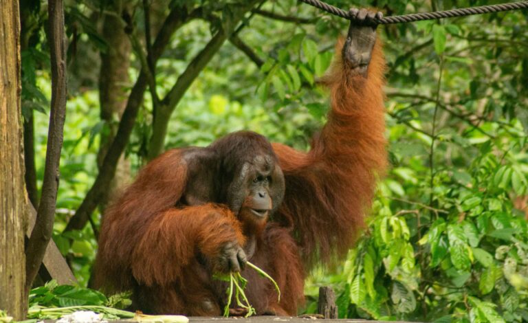 How to Spend 5 Days in Borneo: A Kuching Itinerary (2026)
