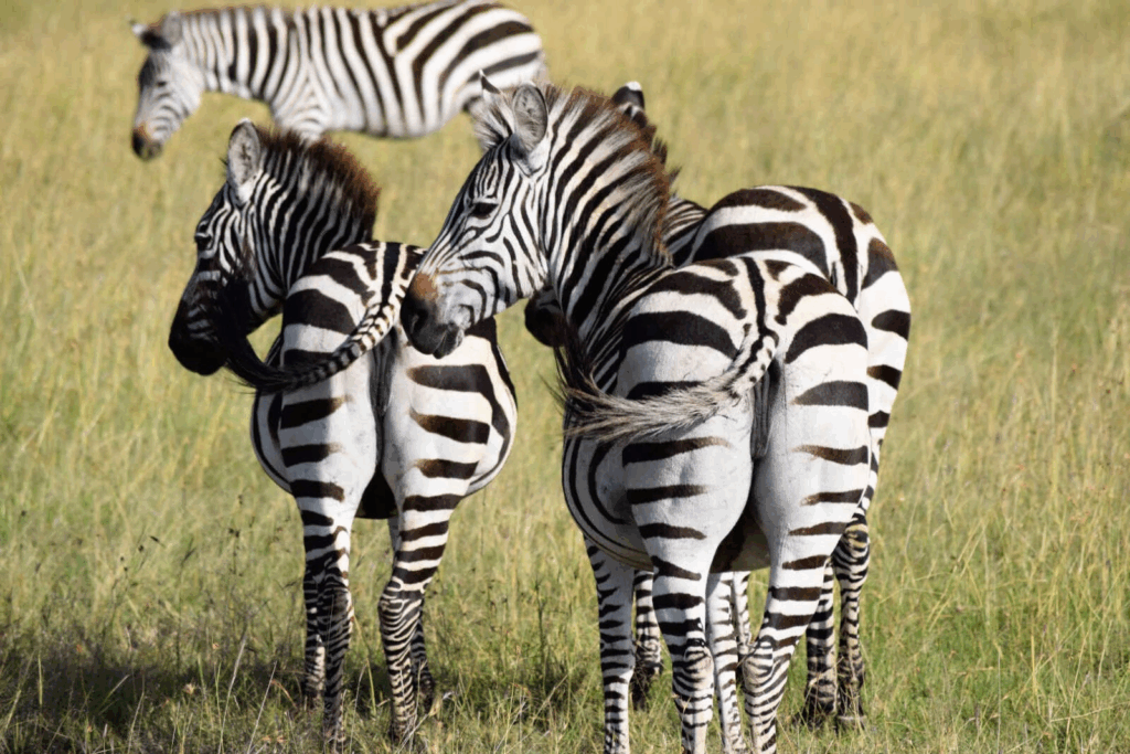 3 Day Tanzania Safari