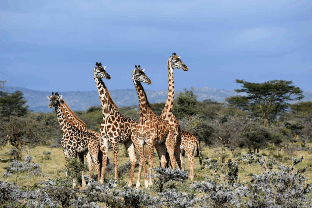 3 Day Tanzania Safari