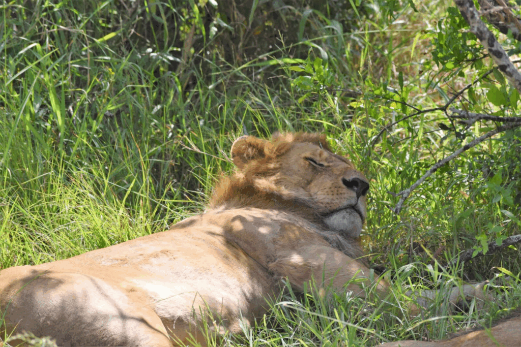 3 Day Tanzania Safari